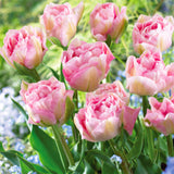 Tulip - Double Blossom Blend