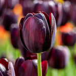 Tulip - Queen of Night