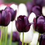 Tulip - Queen of Night - Super-Sized