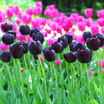 Tulip - Queen of Night - Super-Sized