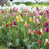 Tulip - Pastel Parade Blend