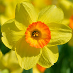 Daffodil - Trumpet and Cup Mix
