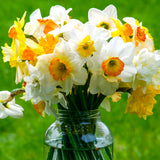 Daffodil - Trumpet and Cup Mix