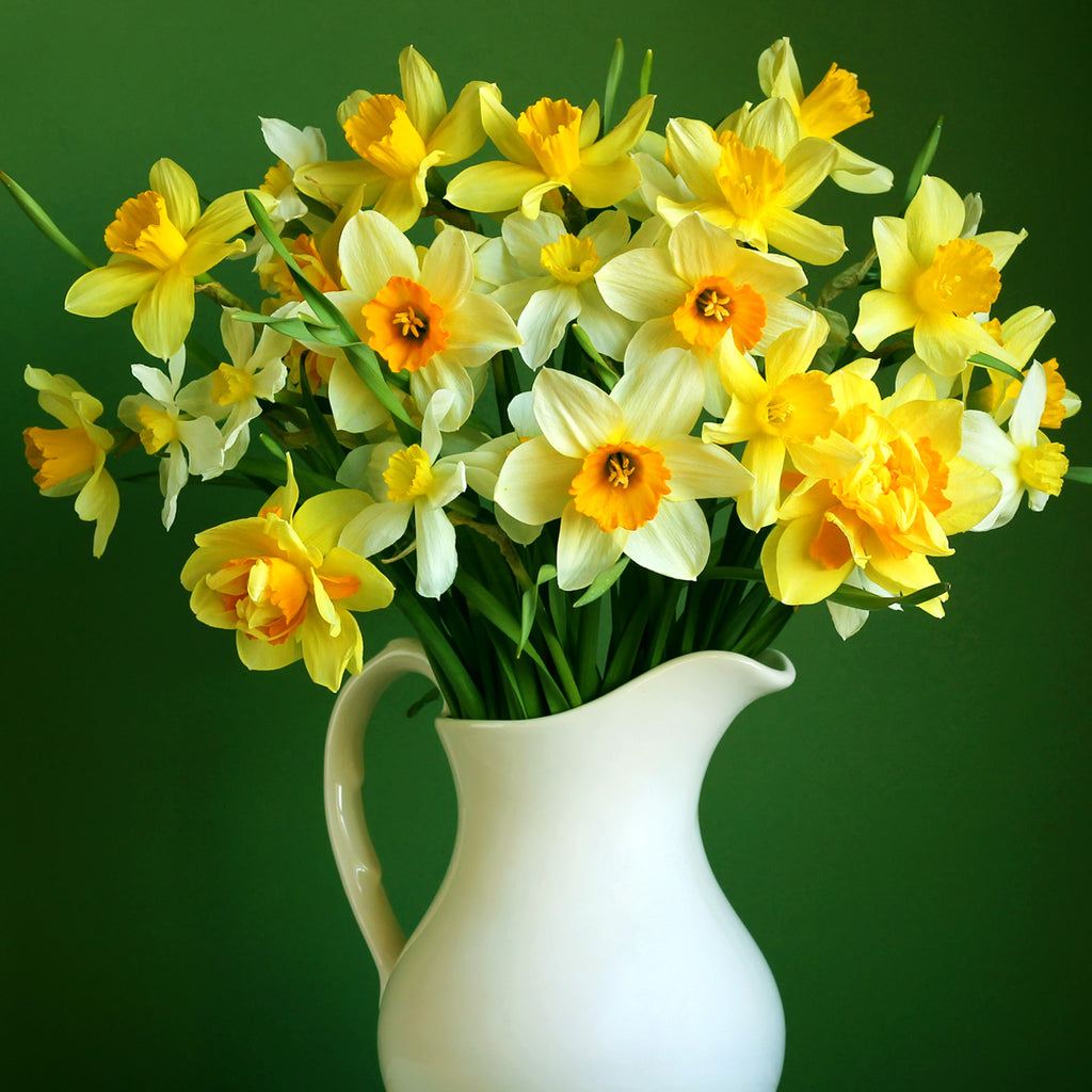 Daffodil Cutting Garden Vase Mix Plantcetera