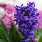 Hyacinth - Classic Blue - 2020 Color Of The Year