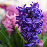 Hyacinth - Classic Blue - 2020 Color Of The Year