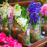 Hyacinth - Carnegie - Prepared - for Indoor Forcing