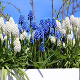 Tulip & Muscari - Spring Bulb Garden