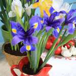 Dutch Iris - Classic Blue - Pantone 2020 Color of the Year