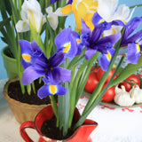 Dutch Iris - Classic Blue - Pantone 2020 Color of the Year