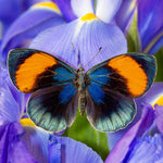 Dutch Iris - Classic Blue - Pantone 2020 Color of the Year