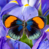 Dutch Iris - Sapphire Beauty