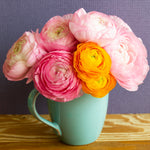 Ranunculus - Buttercups - Double Blooming Mix