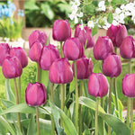 Tulip - Non-Stop Purple Blend