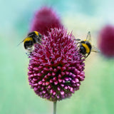 Allium - Sphaerocephalon