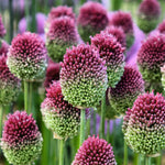 Allium - Sphaerocephalon