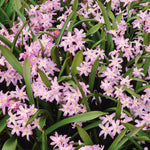 Narcissus, Crocus, Muscari, Scilla & Chionodoxa - Spring Time Favorites - Cottage Garden - Bulb Collection