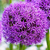 Allium - Purple Sensation - Super-Sized Bulbs