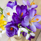 Crocus - Large Flowering - Blend For Containers