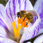 Crocus - Large Flowering - Blend For Containers