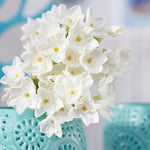 Narcissus - Paperwhite - Bulbs - in Emerald Gift Bag