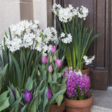 Narcissus - Paperwhite - Bulbs - in Emerald Gift Bag