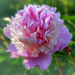 Peony - Sorbet