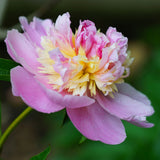 Peony - Sorbet