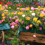 Ranunculus - Buttercups - Double Blooming Mix