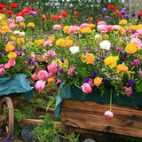 Ranunculus - Buttercups - Double Blooming Mix
