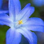 Deer Resistant Bulb Garden