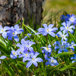 Deer Resistant Bulb Garden