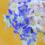 Deer Resistant Bulb Garden