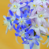 Deer Resistant Bulb Garden