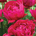 Peony - Karl Rosenfield