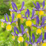 Dutch Iris - Miss Saigon