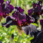 Bearded Iris - Superstition