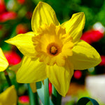 Daffodil - Yellow Trumpet - First to Bloom