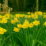Daffodil - Season of Sunshine Mix