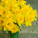 Daffodil - Dutch Master