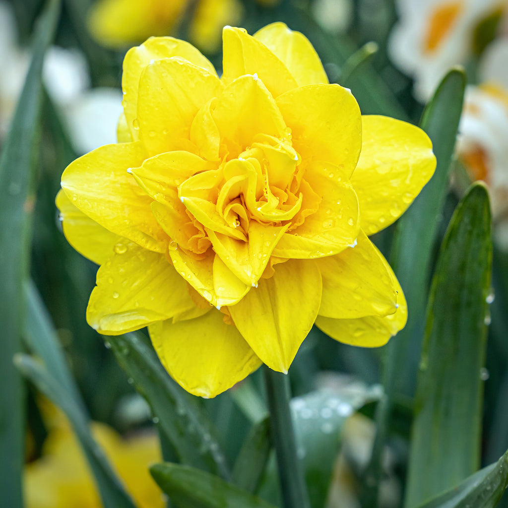 Daffodil - Dutch Master – Plantcetera