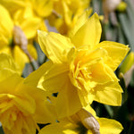 Deer, Rodent and Squirrel Resistant Bulb Yellow Garden