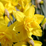 Deer, Rodent and Squirrel Resistant Bulb Yellow Garden