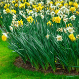 Daffodil - Golden Ducat
