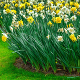 Daffodil - Gardening with Children Mix