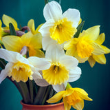 Daffodil - Goblet