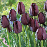 Color Your Garden Black - Tulip, Bearded Iris & Lily - Collection