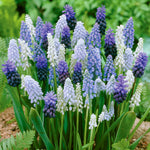 Muscari - Grape Hyacinth - Delft Blue Blend