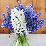 Hyacinth - White - Kit - with Clear Artisan Glass