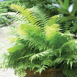 Fern - Lady - Woodland Plant